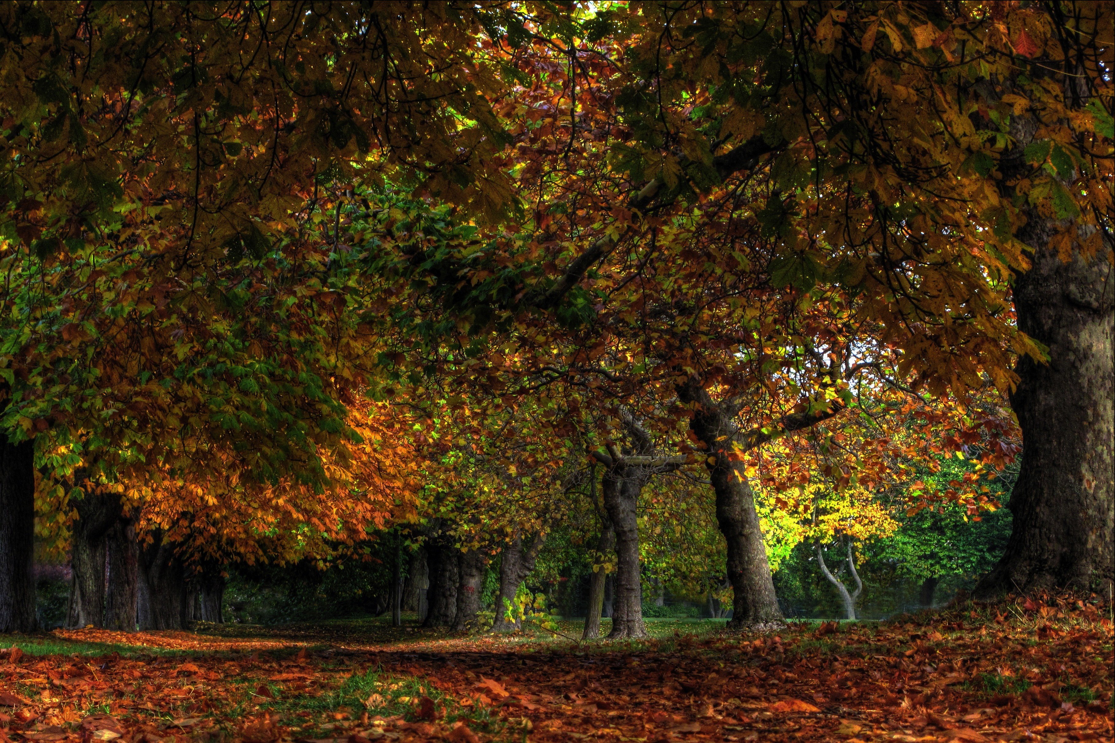 forest Wallpaper