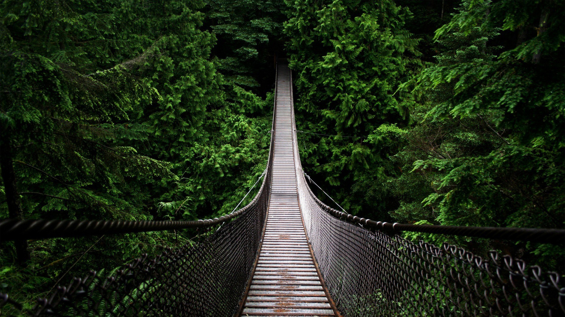 bridge, Forest, Nature Wallpaper