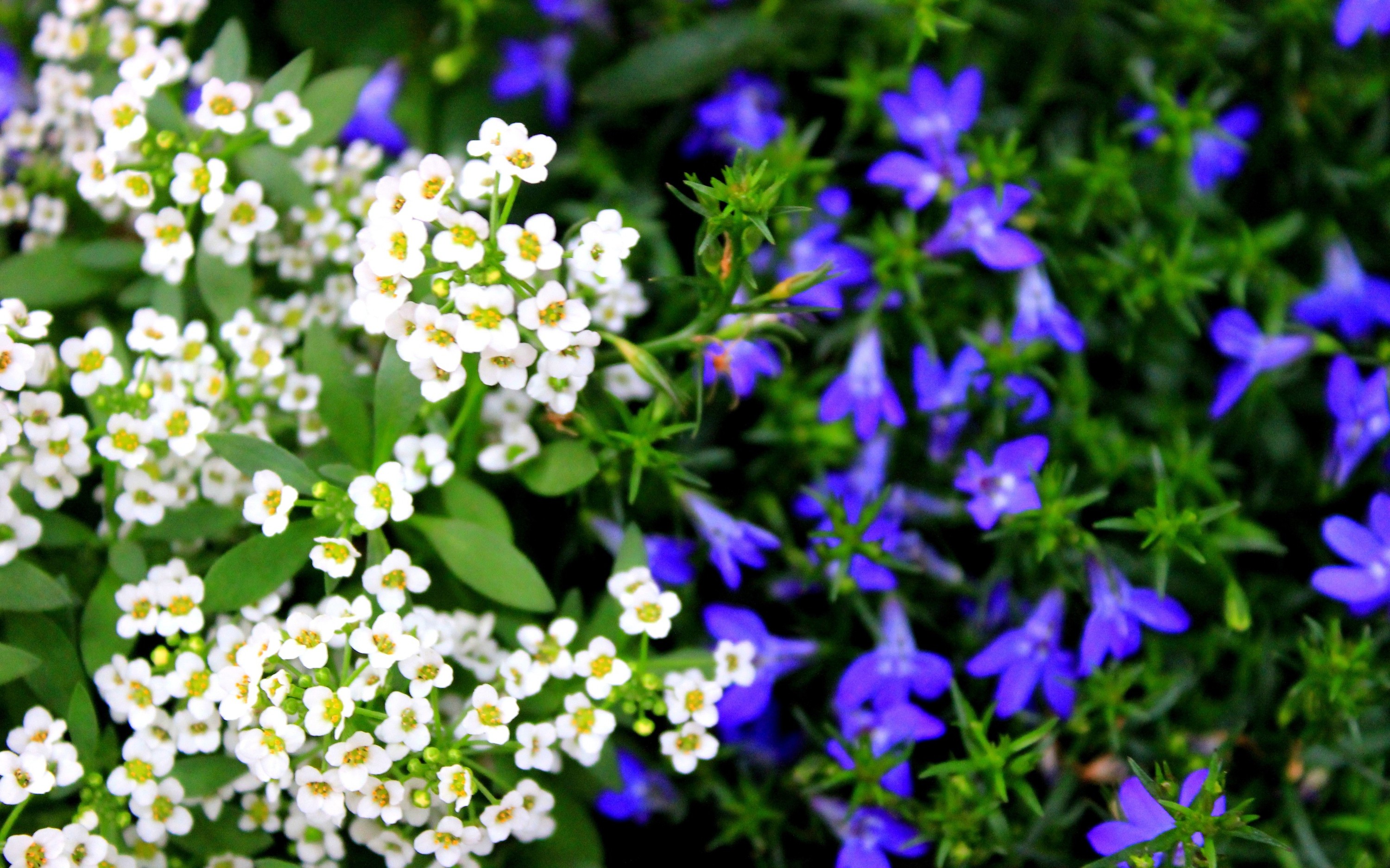 flowers Wallpaper