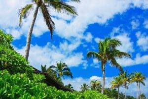 palm trees, Sky, Plants, Clouds