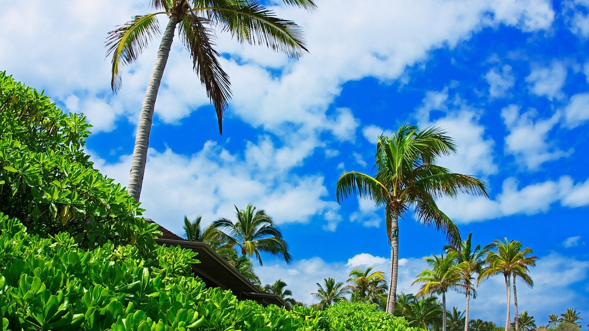palm trees, Sky, Plants, Clouds Wallpaper