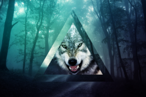 memes, Triangle, Wolf, Forest