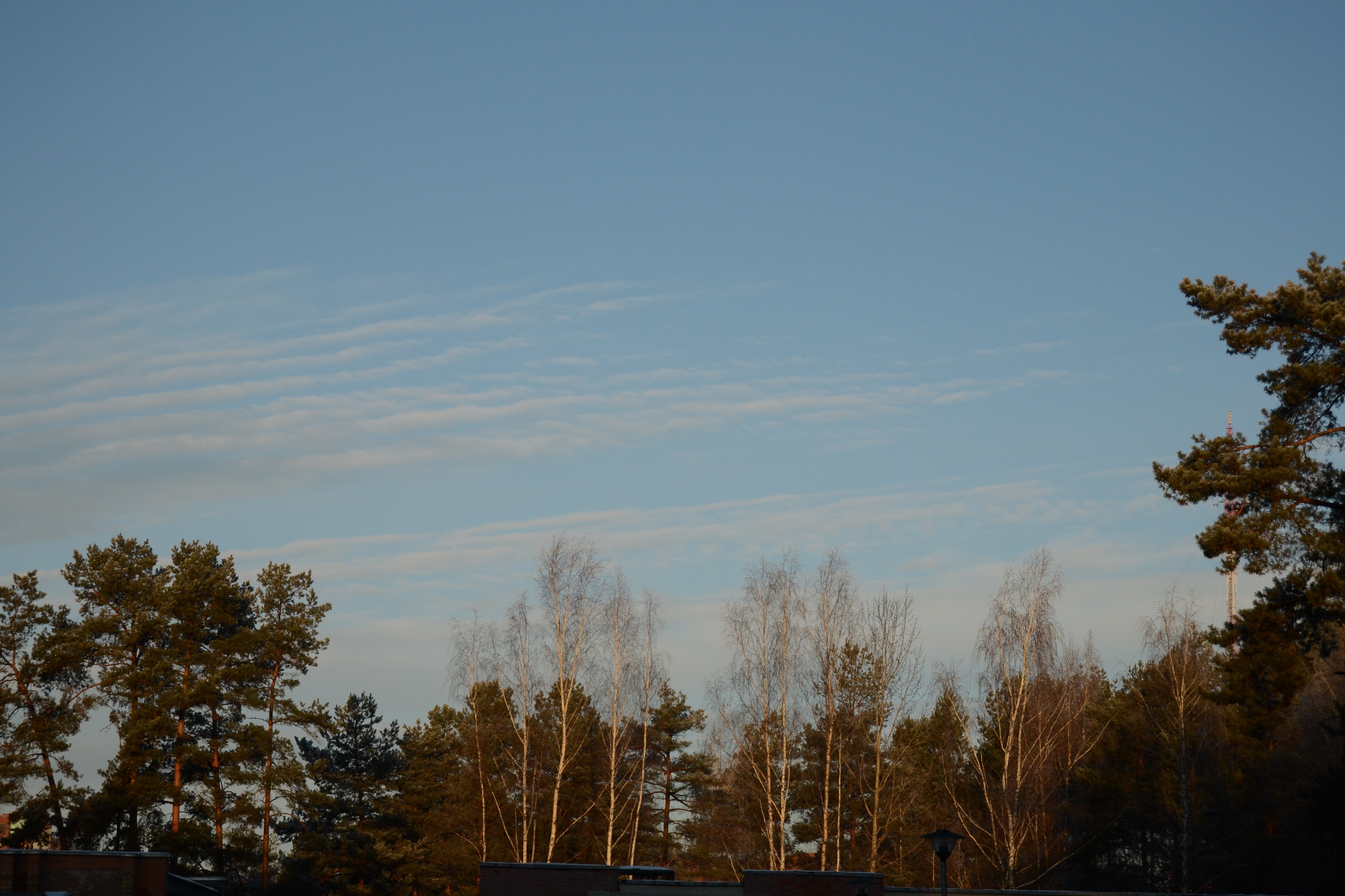 trees, Sky Wallpaper