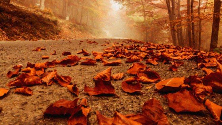 fall, Leaves, Path, Forest HD Wallpaper Desktop Background