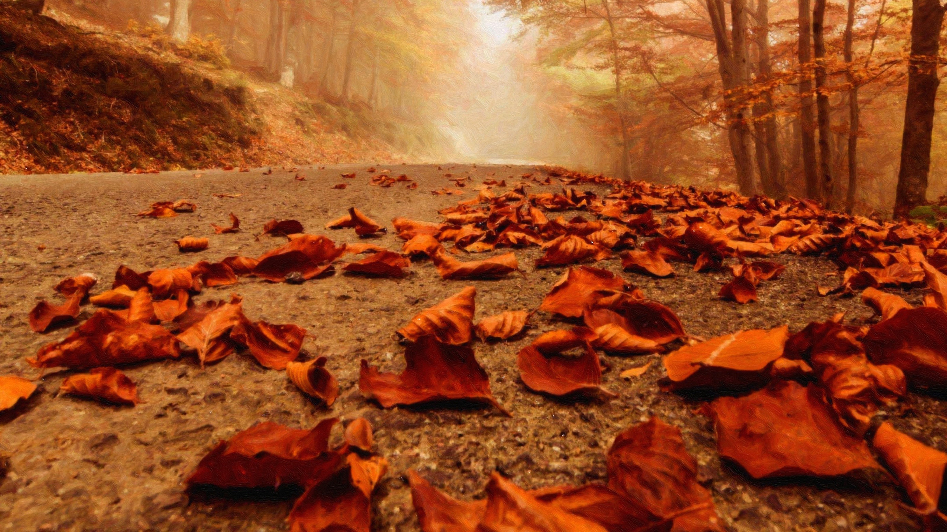 fall, Leaves, Path, Forest Wallpaper