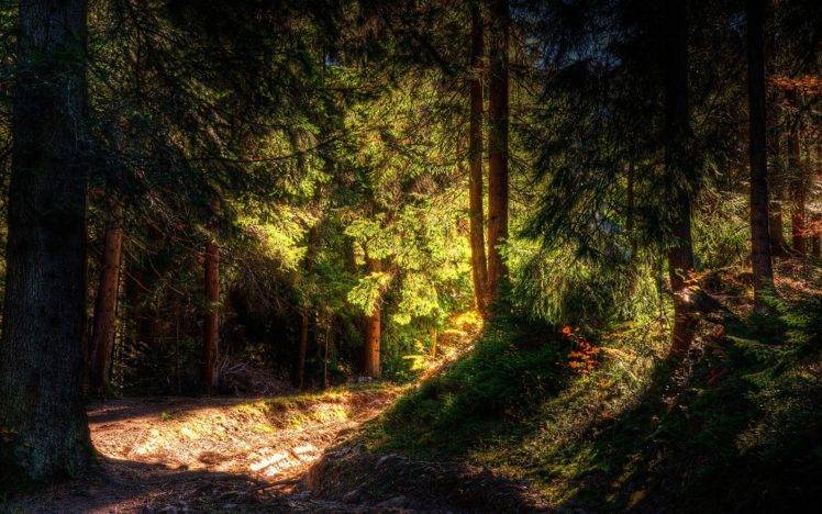 nature, Sunlight, Trees, Forest HD Wallpaper Desktop Background
