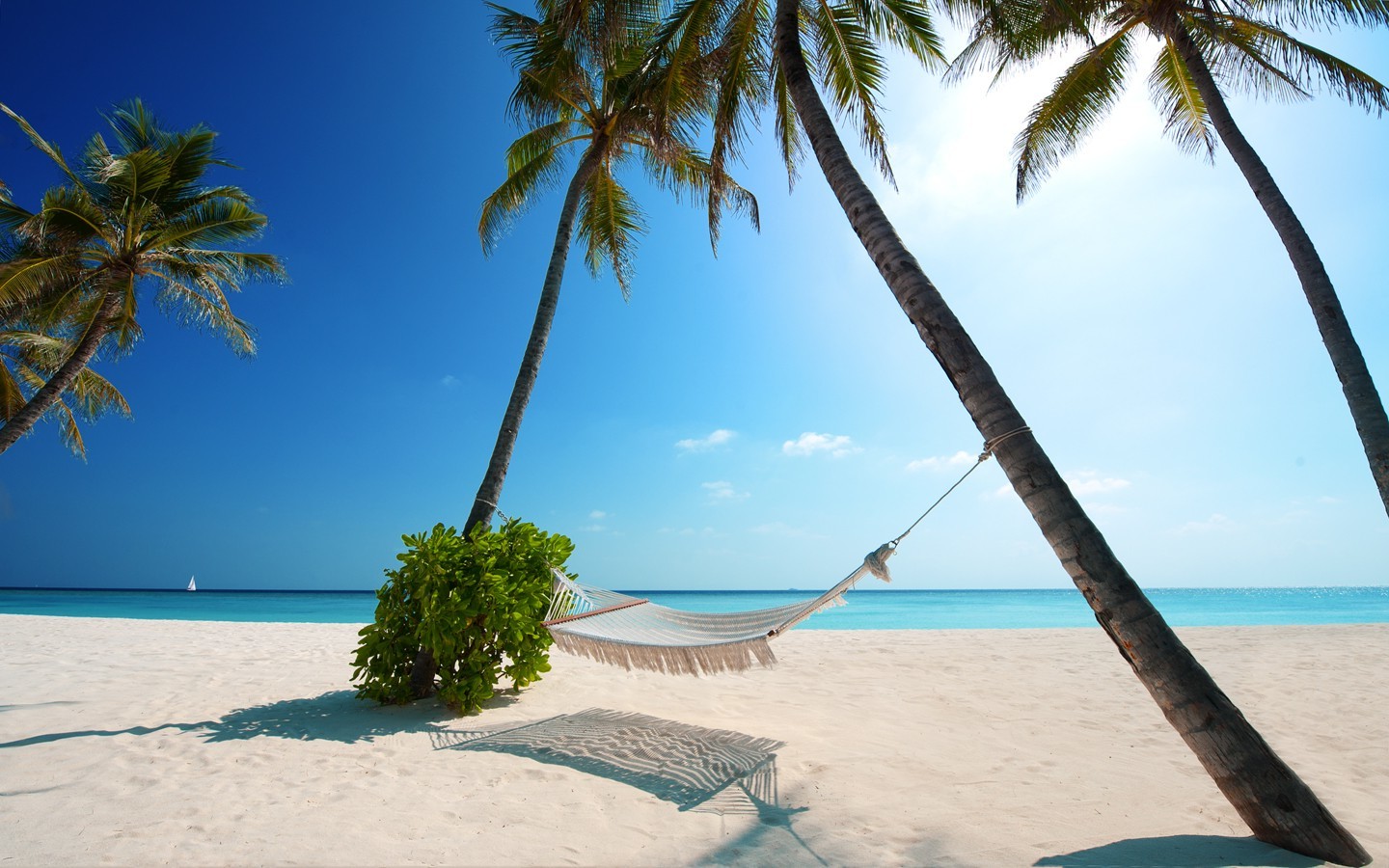 palm trees, Sky, Beach Wallpaper