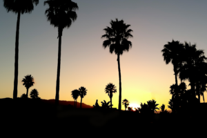 sunset, Black, Palm trees, Silhouette
