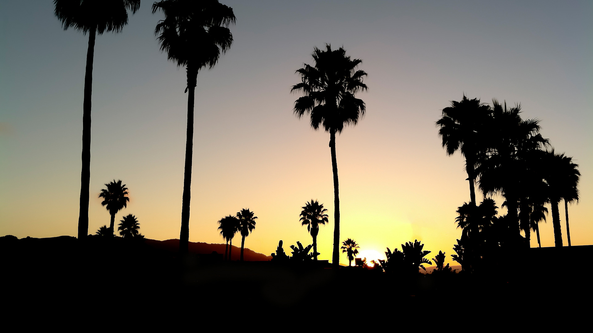 sunset, Black, Palm trees, Silhouette Wallpaper