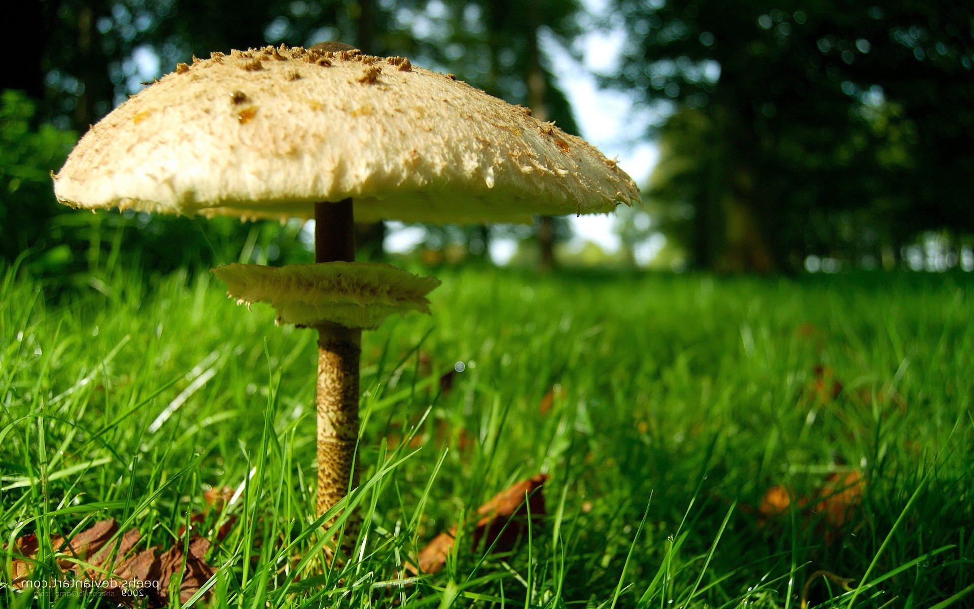 macro, Mushroom, Grass, Worms eye view Wallpaper