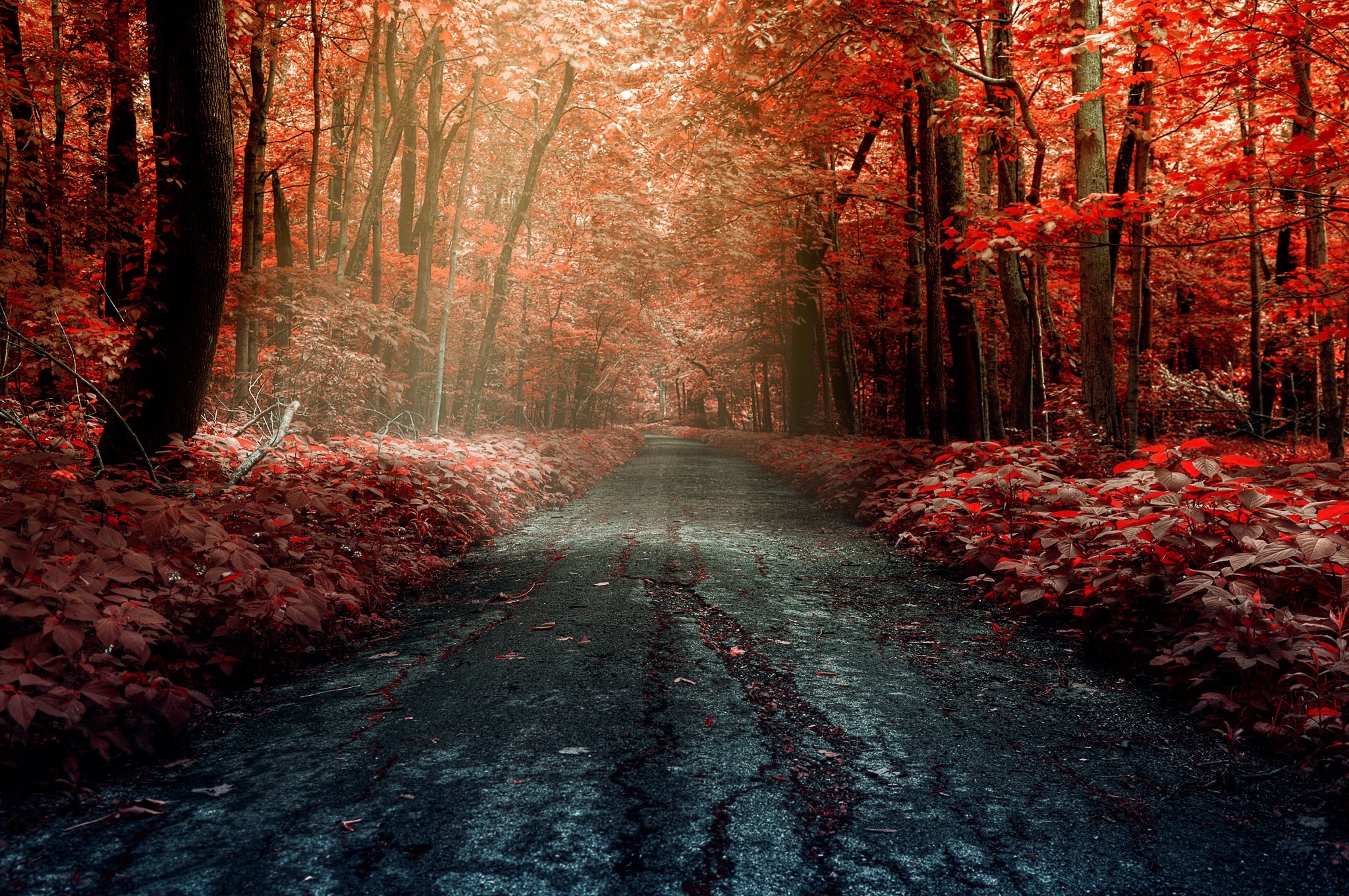 forest, Road, Trees Wallpaper