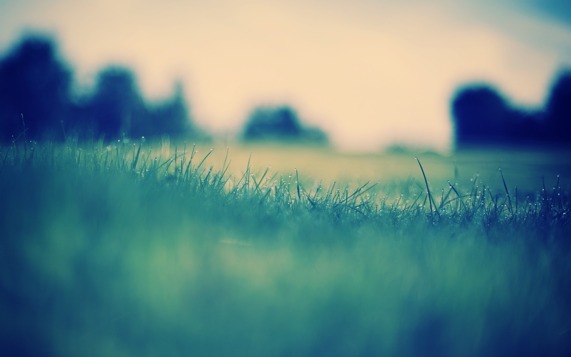 macro, Grass, Water drops Wallpaper