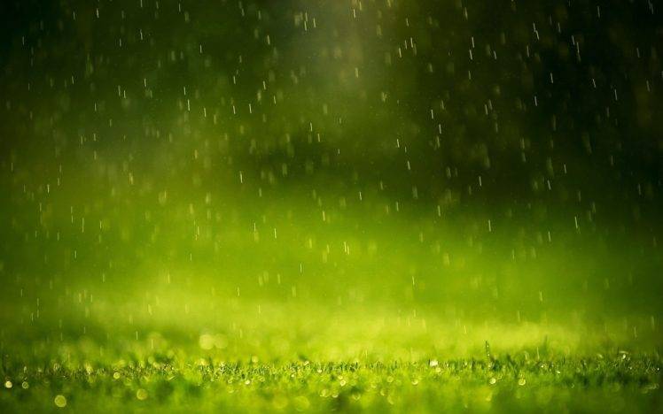 macro, Grass, Water drops HD Wallpaper Desktop Background
