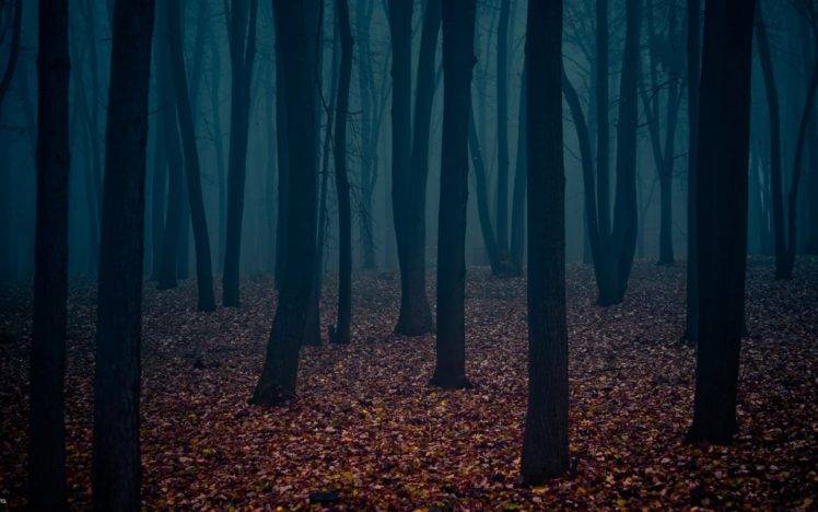 trees, Cold, Forest, Alone HD Wallpaper Desktop Background
