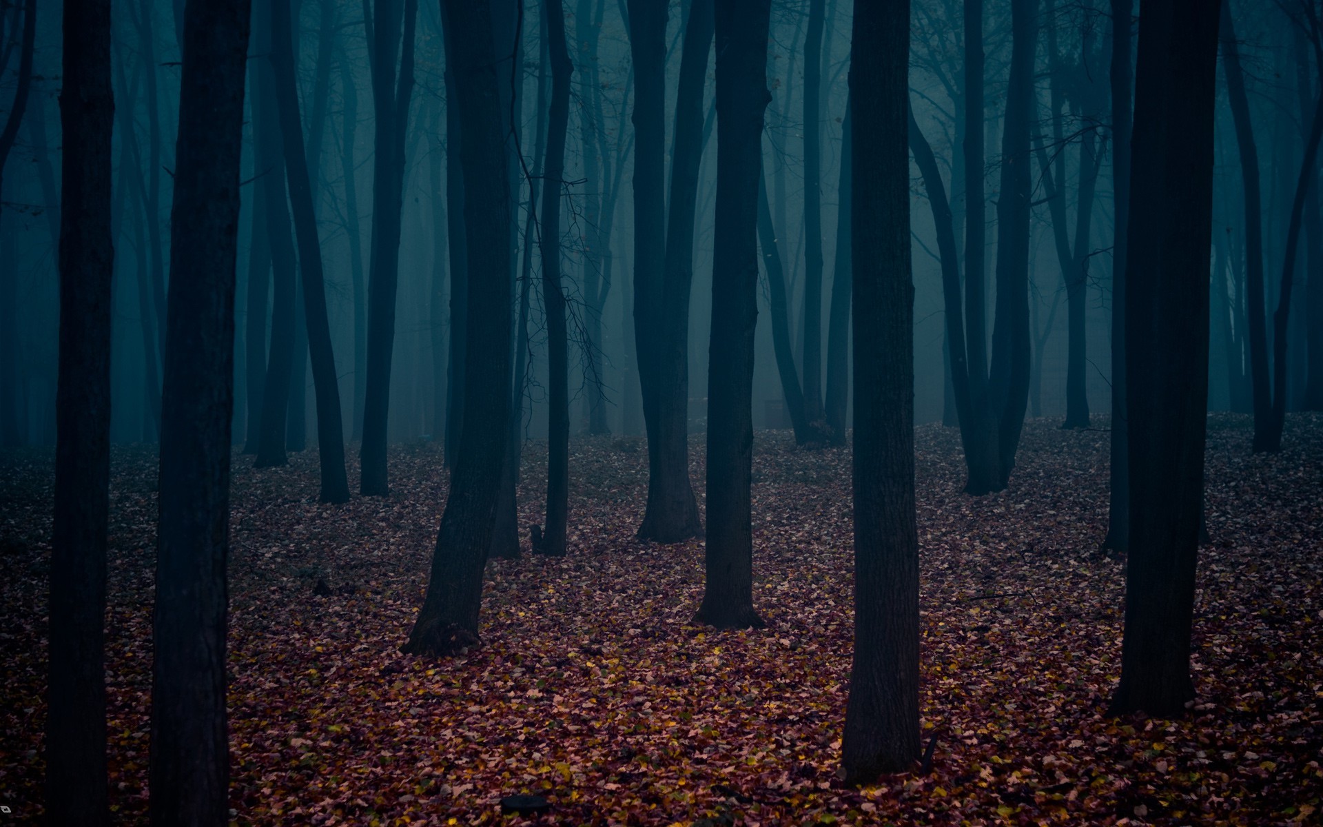 trees, Cold, Forest, Alone Wallpaper