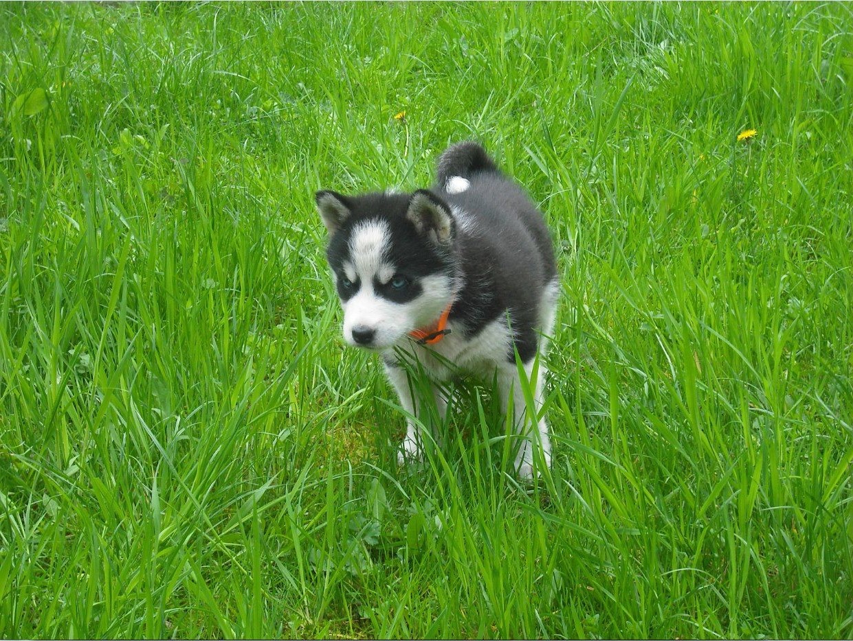 Siberian Husky Wallpaper