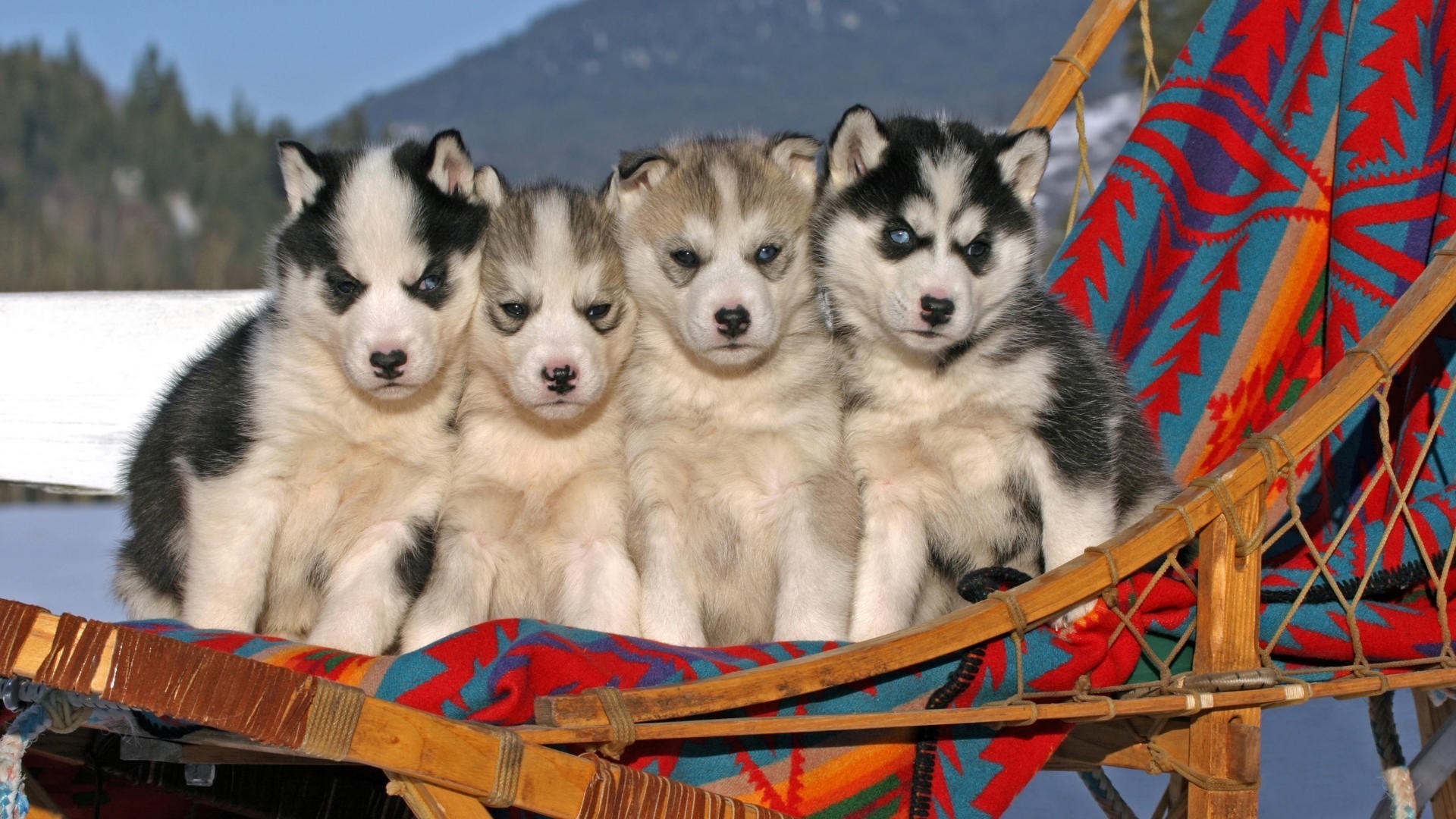 Siberian Husky Wallpapers HD / Desktop and Mobile Backgrounds