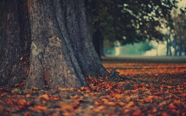 trees, Nature, Leaves, Wood, Landscape HD Wallpaper Desktop Background