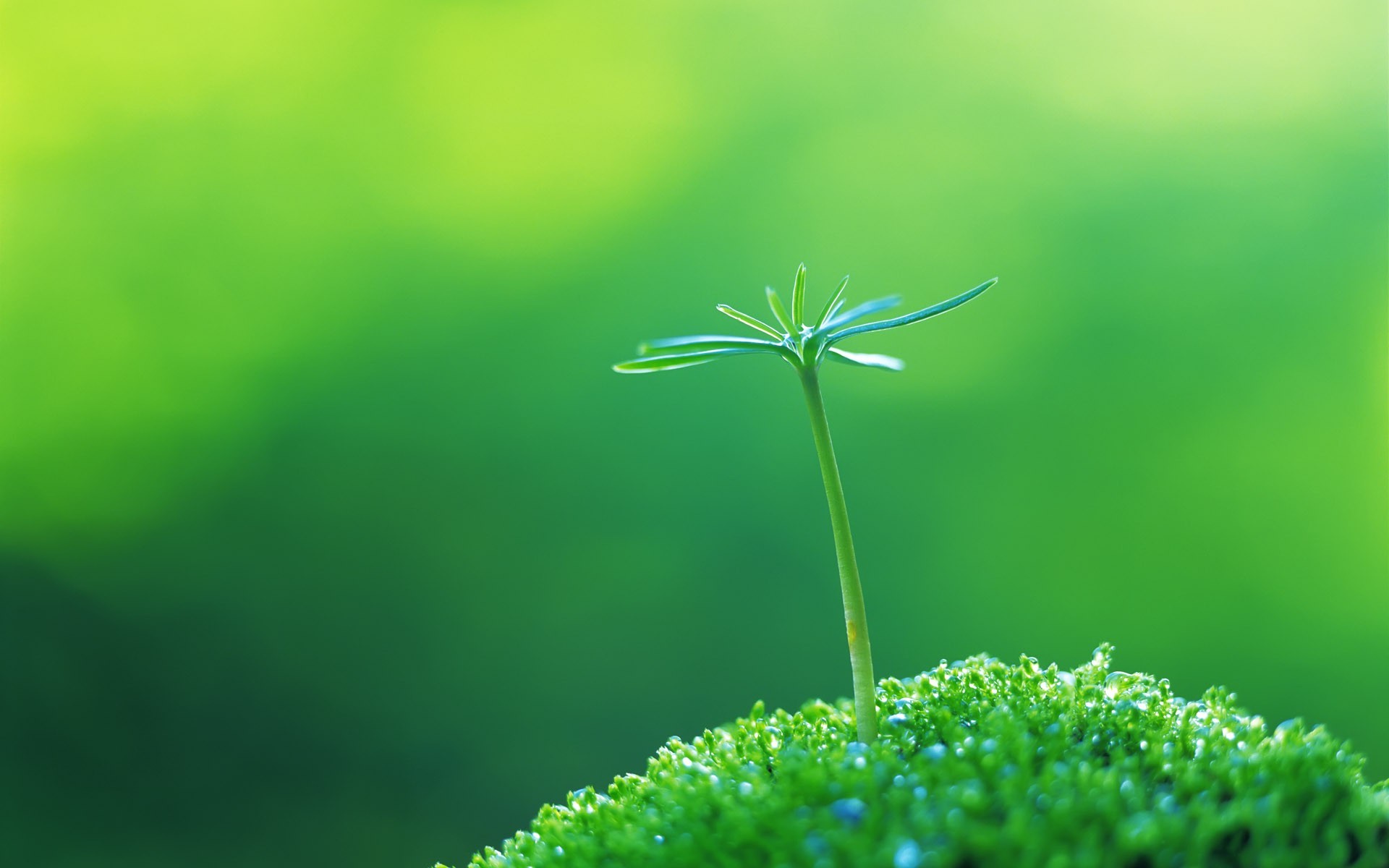 grass Wallpaper