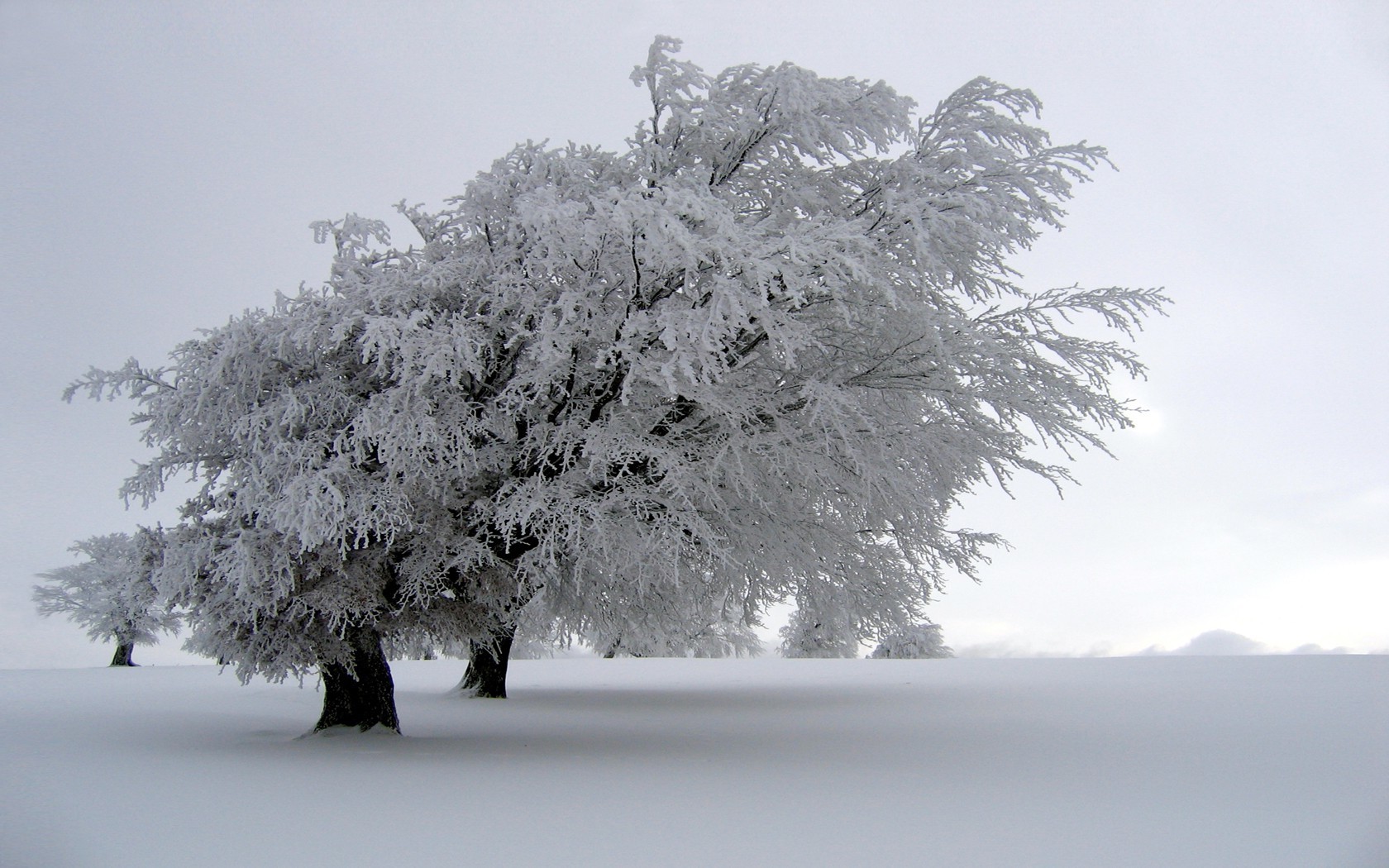 snow, Winter Wallpaper