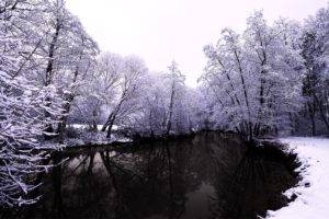 forest, Snow, Winter