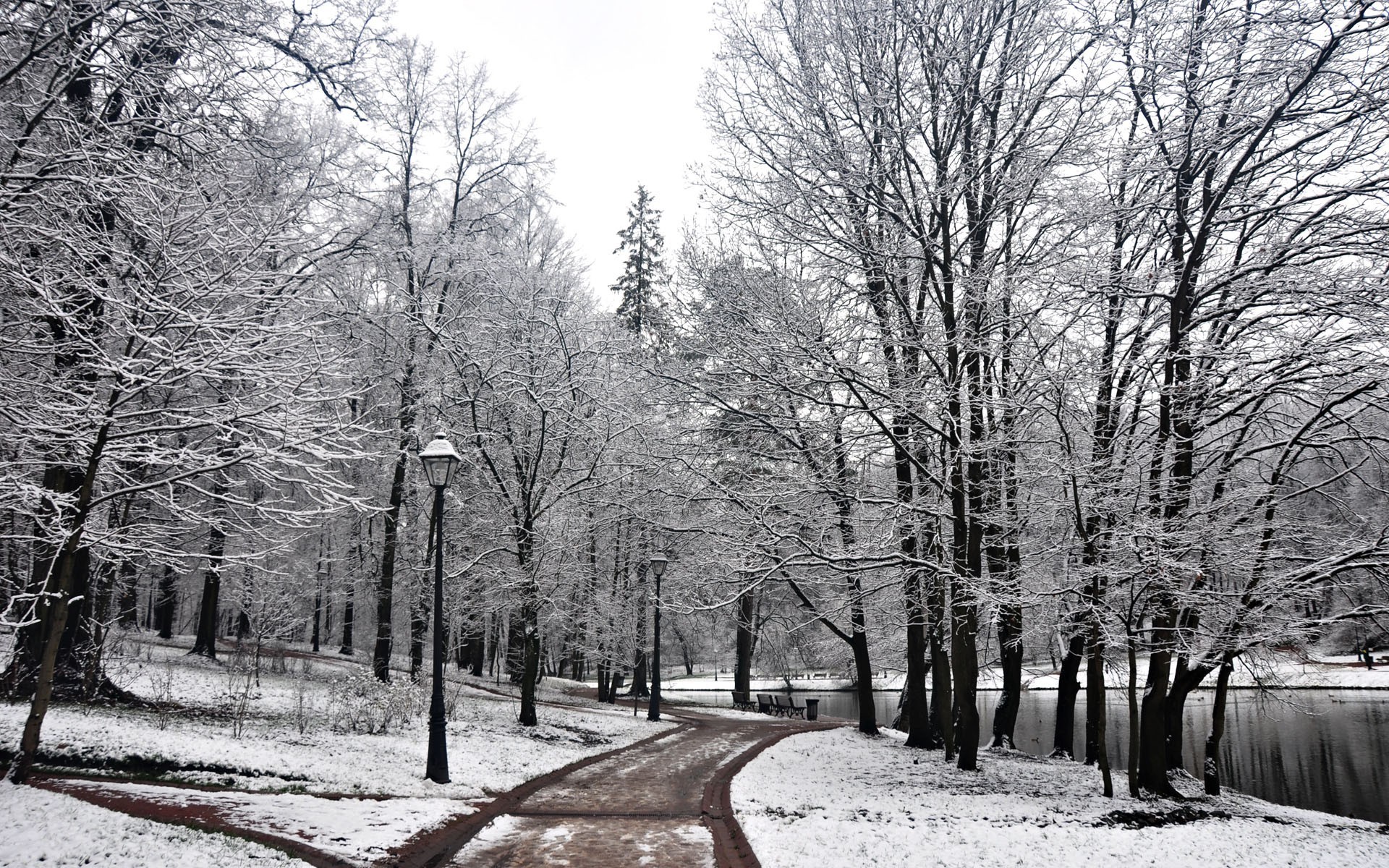 forest, Snow, Winter Wallpaper