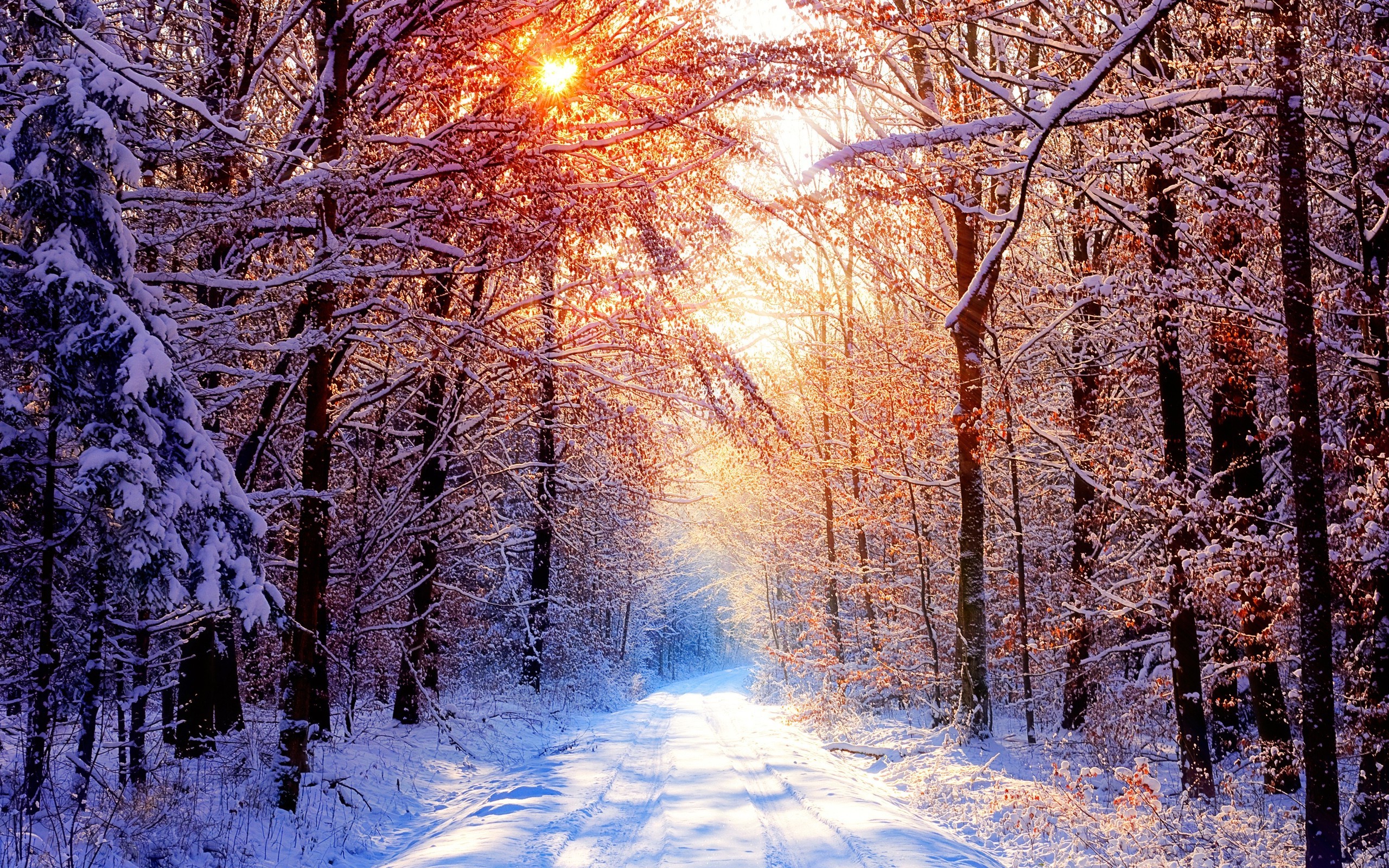 forest, Snow, Winter Wallpaper