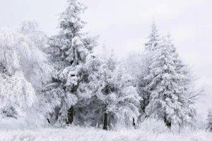 ice, Trees, Winter