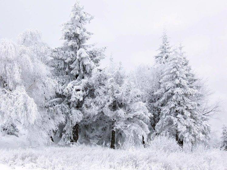 ice, Trees, Winter HD Wallpaper Desktop Background