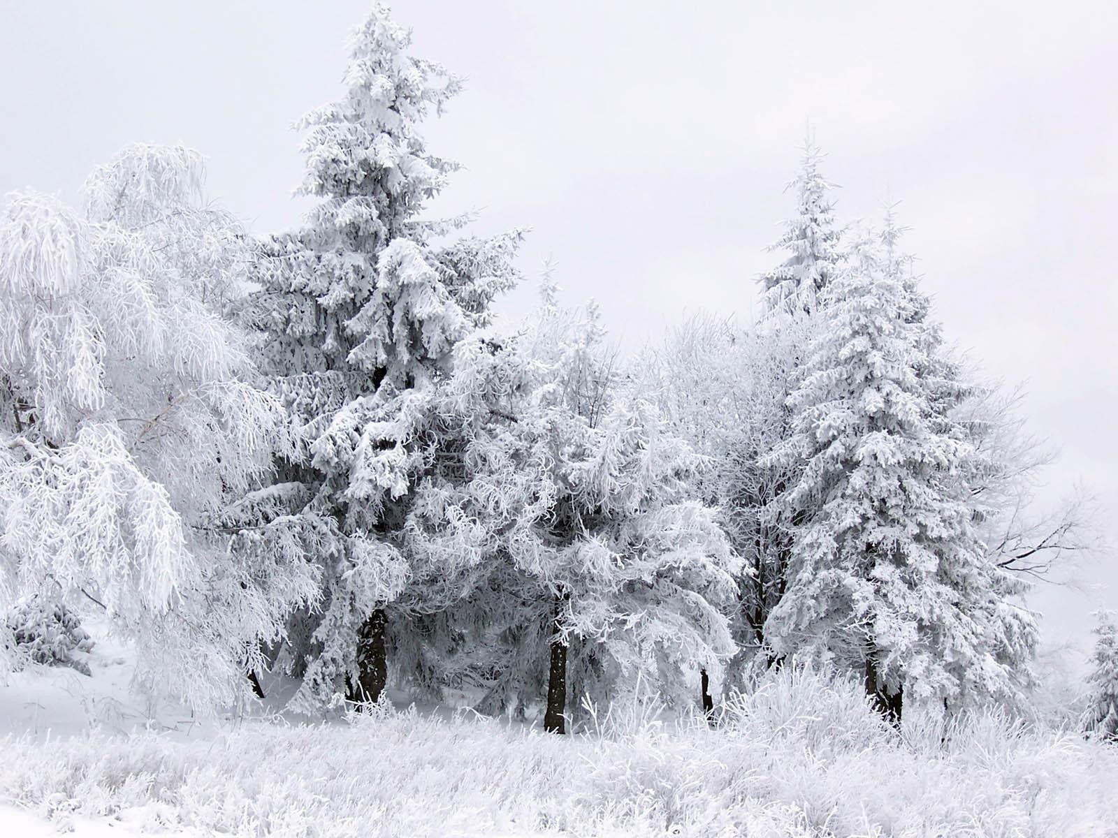 ice, Trees, Winter Wallpaper