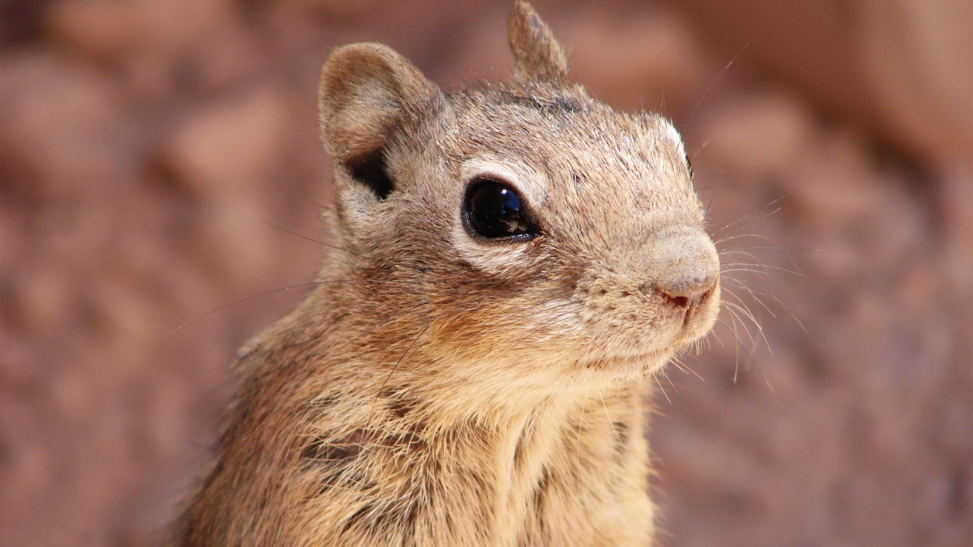 nature, Chipmunk Wallpaper