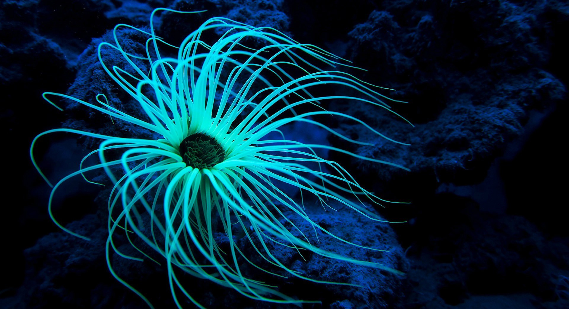 sea life, Sea Wallpaper