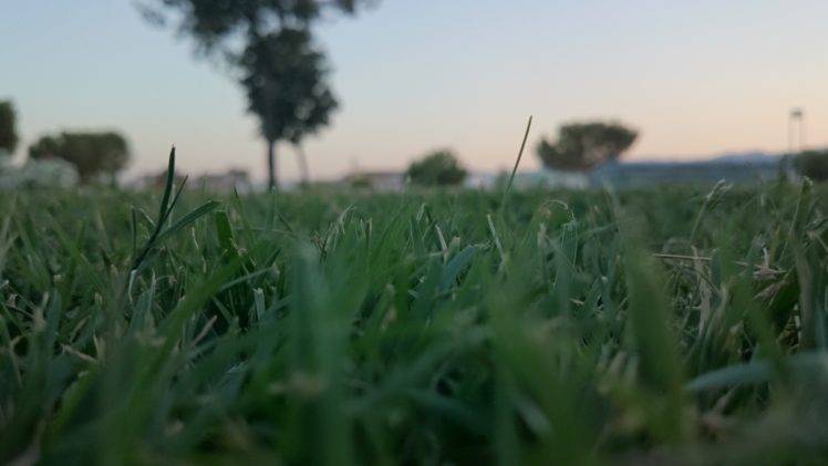 grass, Sunrise HD Wallpaper Desktop Background
