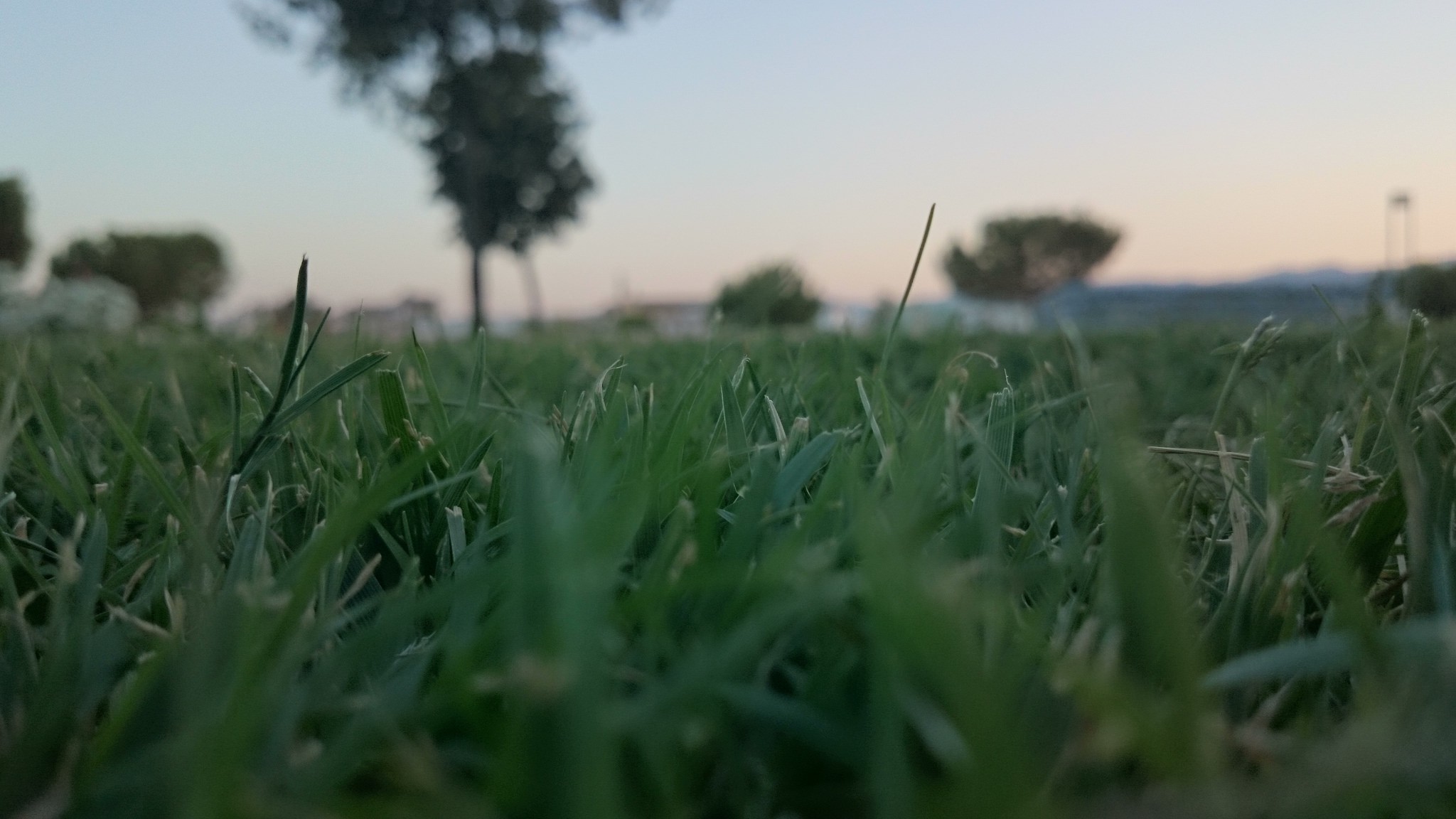 grass, Sunrise Wallpaper