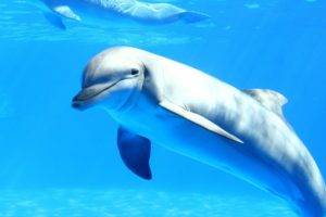 dolphin, Sea