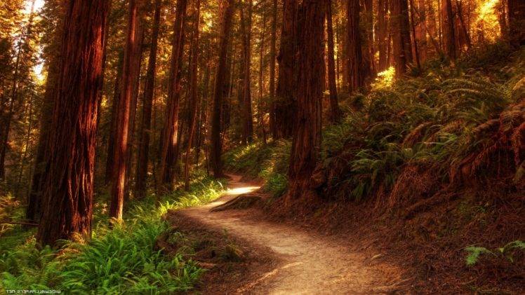 forest, Nature, Trees, Path HD Wallpaper Desktop Background