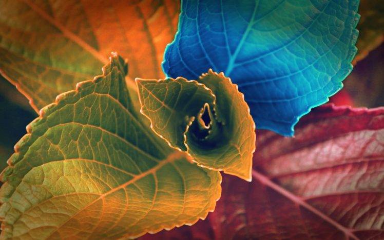 plants, Macro, Leaves, Colorful HD Wallpaper Desktop Background