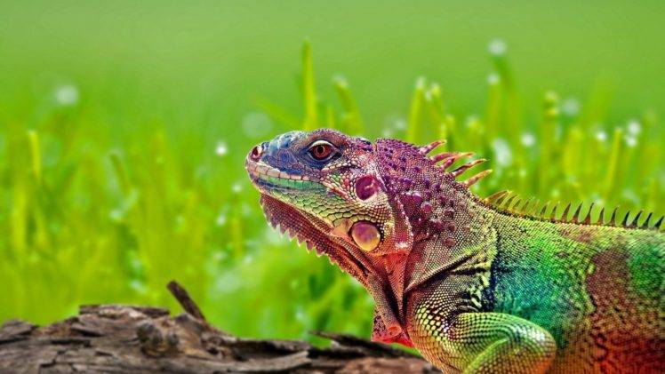 reptile, Colorful, Grass, Iguana HD Wallpaper Desktop Background