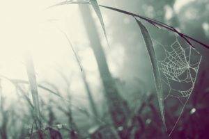 macro, Mist, Spiderwebs, Grass