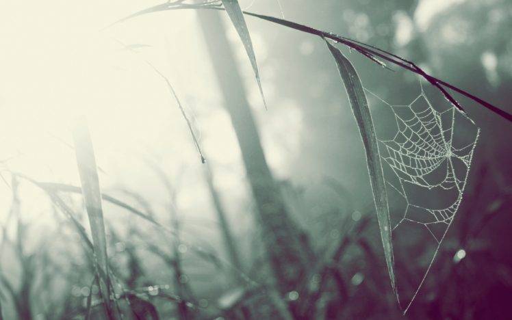 macro, Mist, Spiderwebs, Grass HD Wallpaper Desktop Background