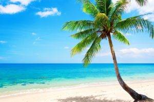 palm trees, Sea