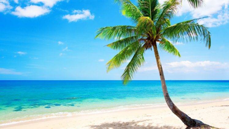 palm trees, Sea HD Wallpaper Desktop Background