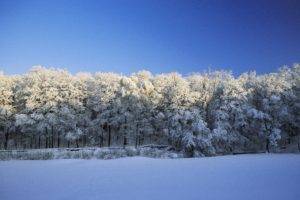 winter, Snow, Nature, Trees
