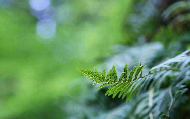 plants, Ferns, Depth of field HD Wallpaper Desktop Background