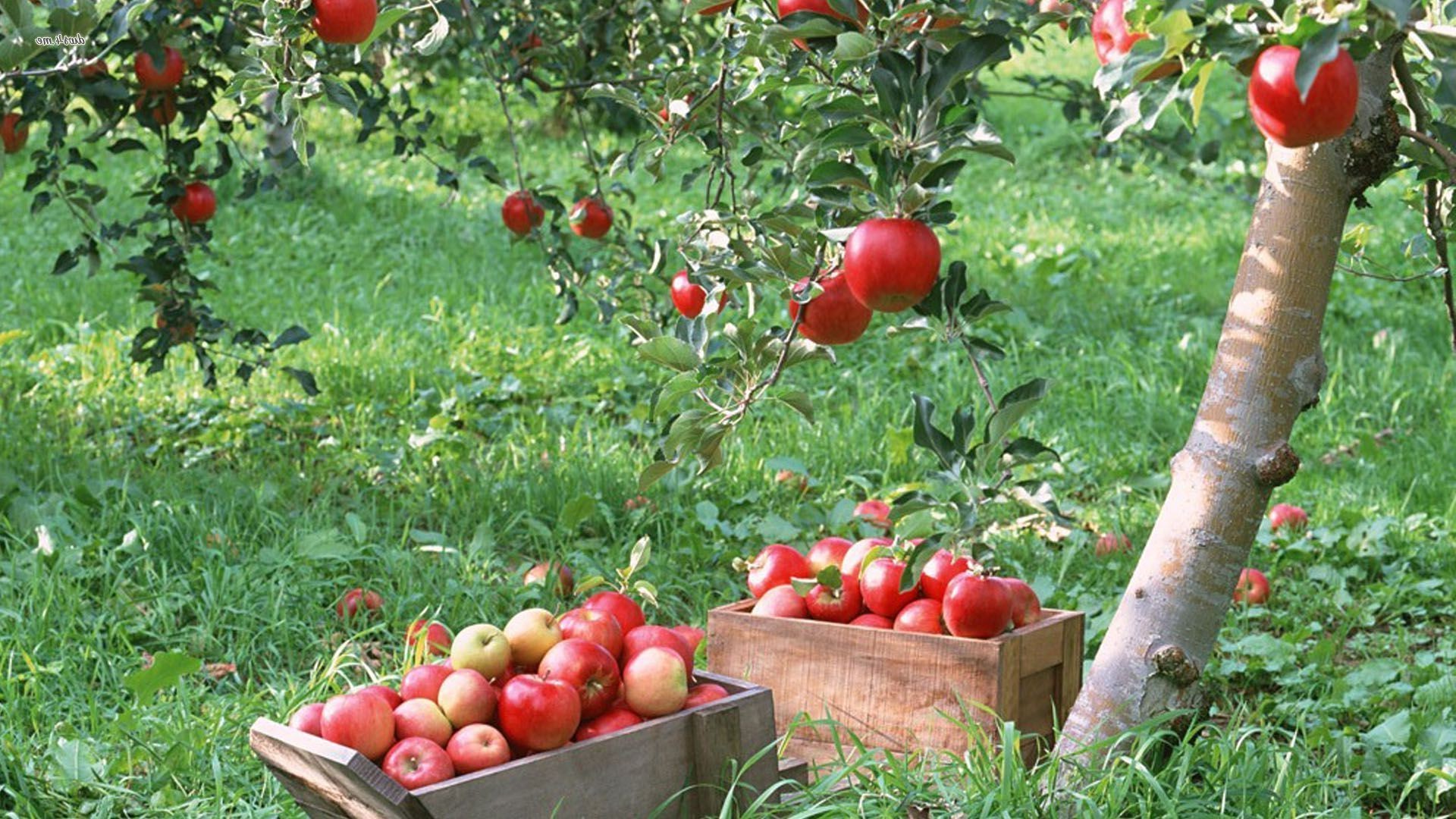 apples, Plants Wallpaper