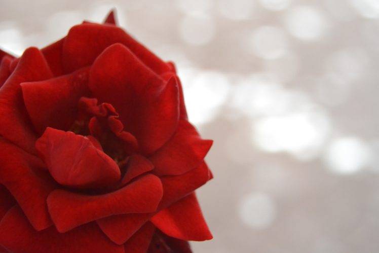 rose, Macro, Red flowers, Plants HD Wallpaper Desktop Background