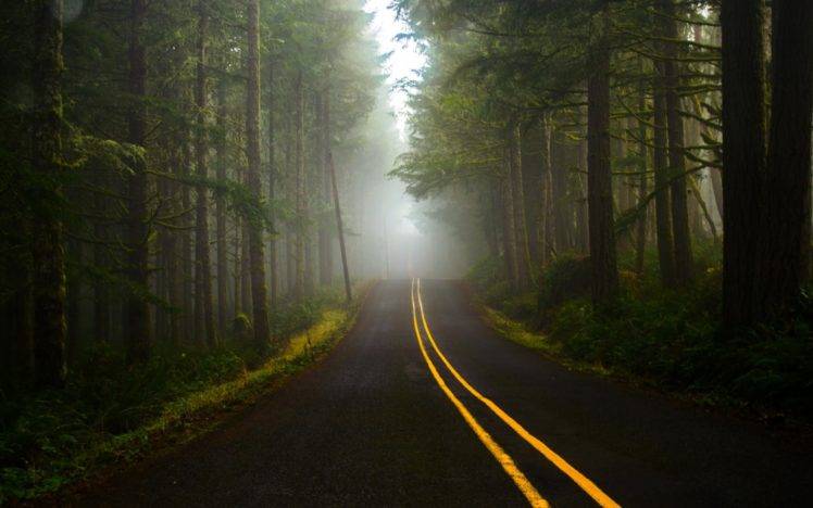 road, Dark, Forest Wallpapers HD / Desktop and Mobile Backgrounds