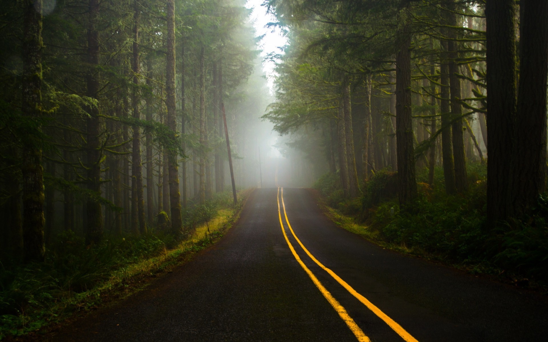 road, Dark, Forest Wallpapers HD / Desktop and Mobile ...