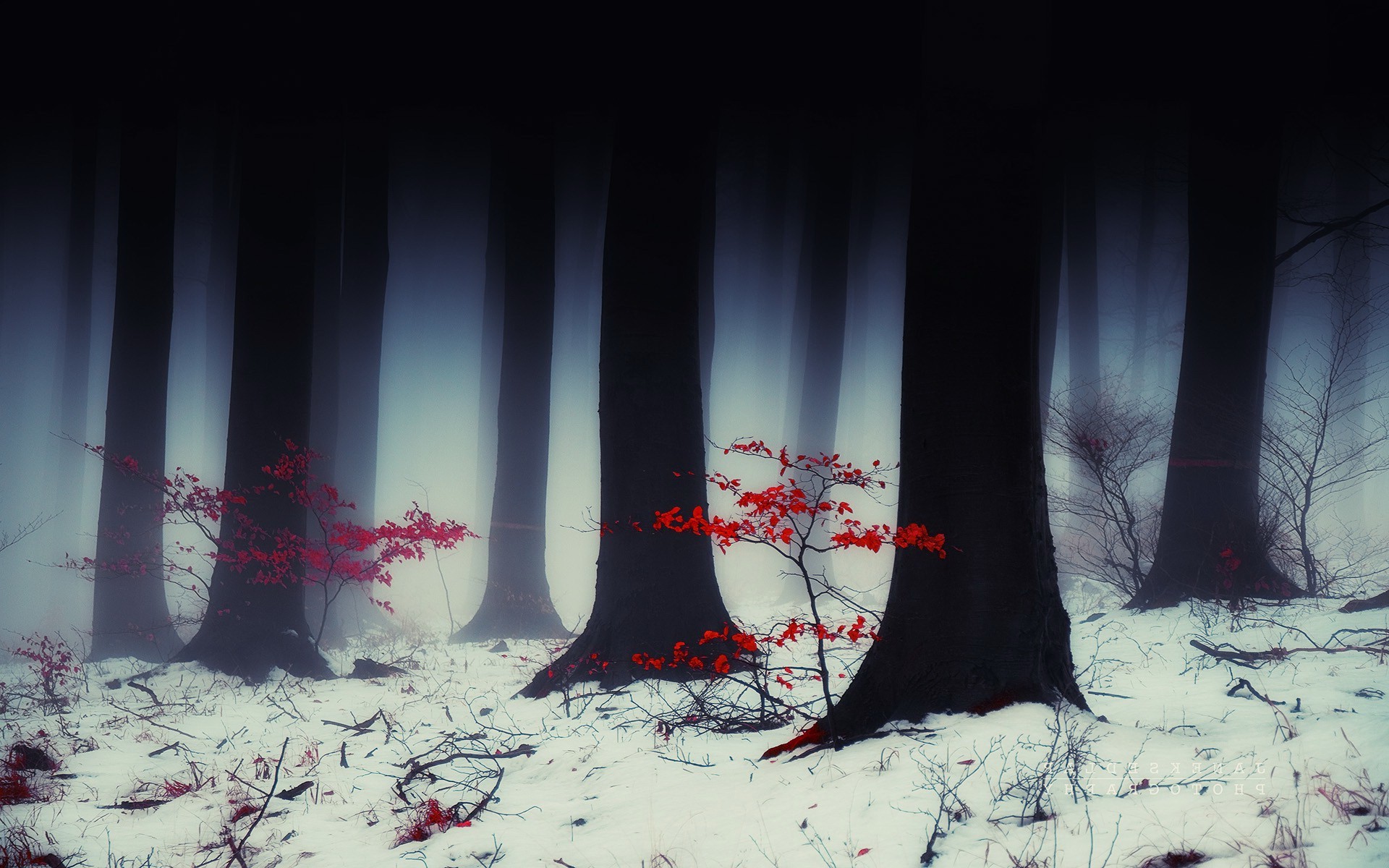 forest Wallpaper