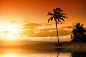 beach, Palm trees, Sunset